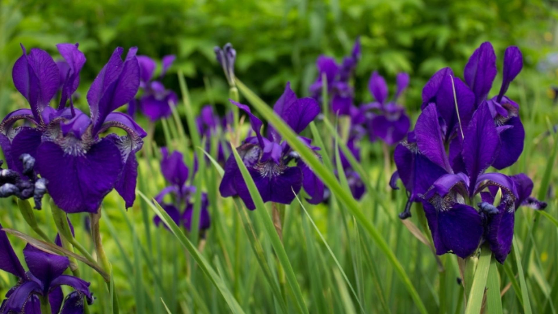 Ý Nghĩa Phong Thủy Của Hoa Diên Vĩ